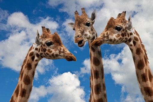 three giraffes looking like they are talking
