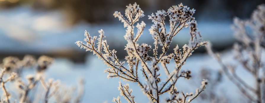 The top of a bush with frost during winter.