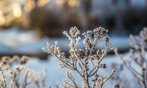 The top of a bush with frost during winter.