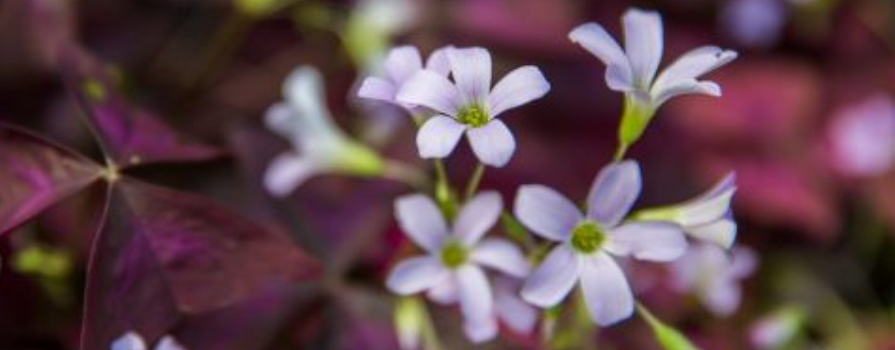 Photo of purple flowers