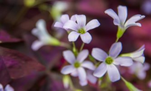 Photo of purple flowers