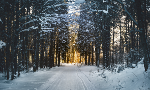 Photo of trail in forest filled with snow