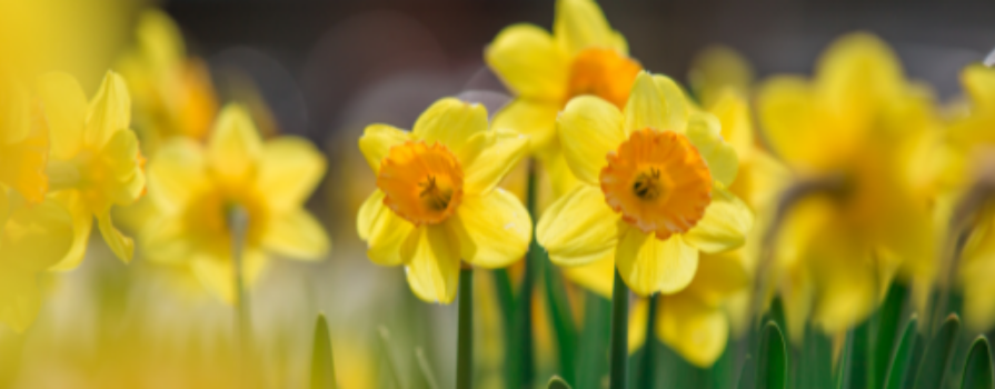 Photo of yellow flowers.