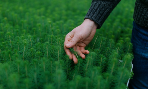 A man's hand grazing the top of pine in a field.