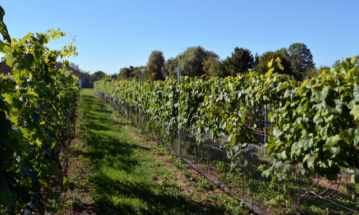 Photo of vineyard