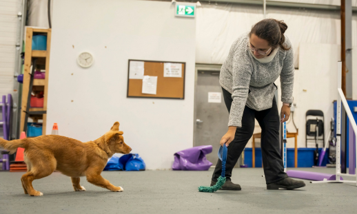 Ace It Canine Academy's owner, Taylor Warren, is in the dog daycare indoor facility and she's playing with a puppy.