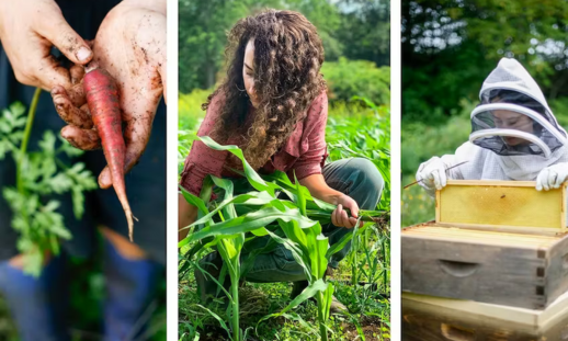 A three-picture collage. From left to right, a hand in the garden holding a carrot, Kyla Welton squatting in the garden picking fresh greens, and Kayla interacting with honey bees. 