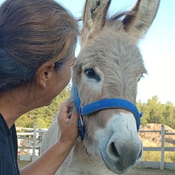 A photo from behind of a woman petting a donkey.