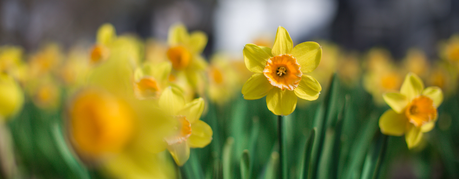 A garden plot of Daffodils.