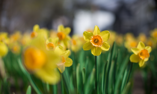 A garden plot of Daffodils. 