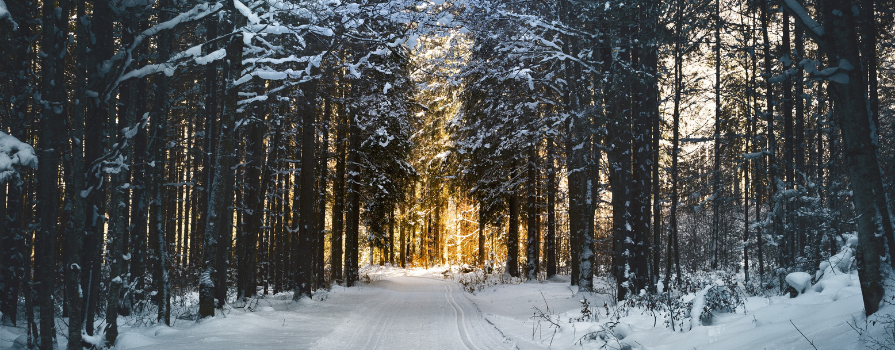 Photo of trail in forest filled with snow
