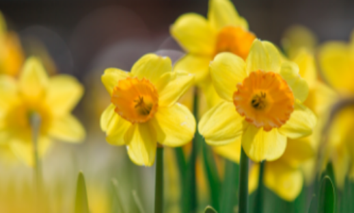 Photo of yellow flowers