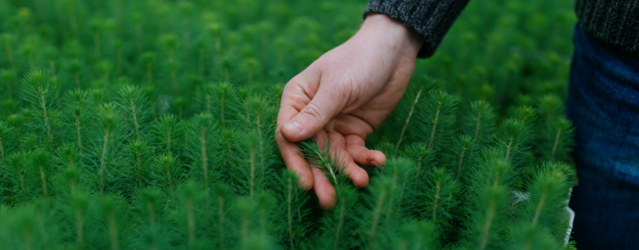 A man's hand grazing the top of pine in a field.