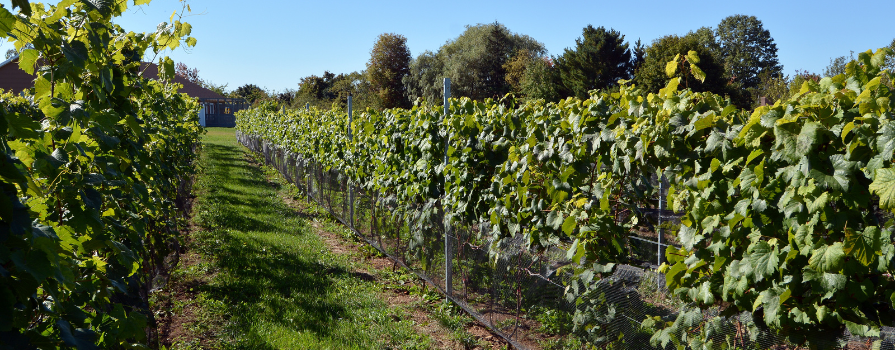 Photo of vineyard