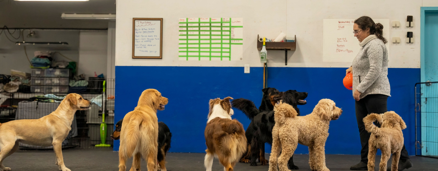 Taylor Warren at her business, Ace It Canine Academy, spending time with dogs attending dog daycare.