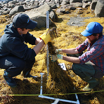 Measuring rockweed height
