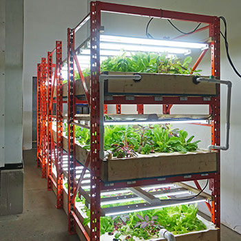 Commercial-scale vegetable bed section of the Nova Aquaponics system.