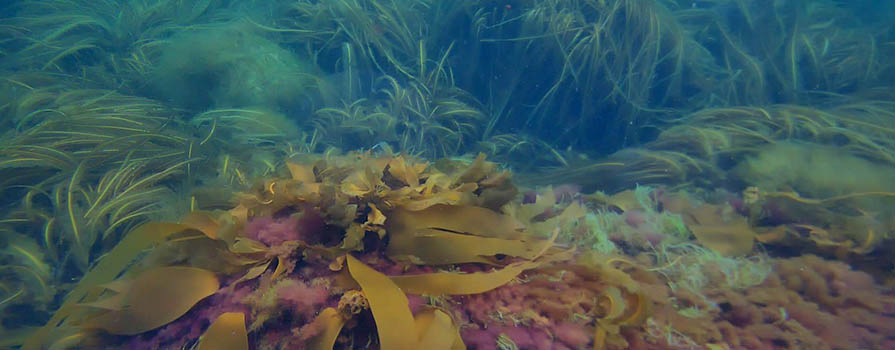 A colourful variety of kelp species underwater.