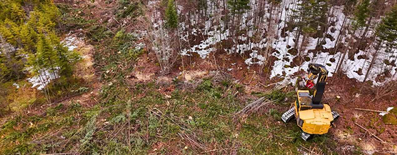 A piece of forestry machinery sits on the edge of a forest lot with various types of trees.