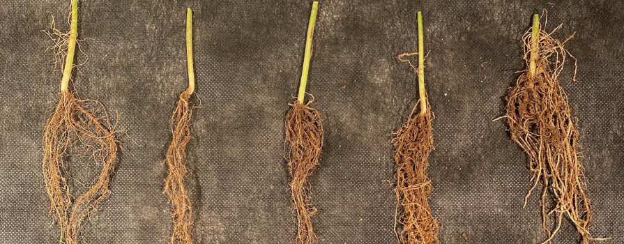 Five bean roots of varying size after drought on top of brown garden liner.