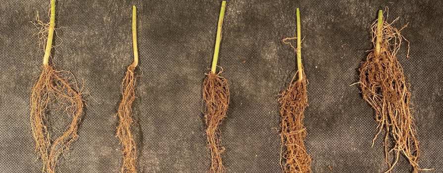 Five bean roots of varying size after drought on top of brown garden liner. 