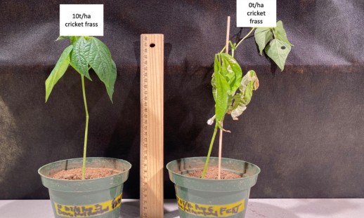 Two potted bean plants, one healthy and one with drying, brownish leaves, beside a ruler standing up to measure height. 