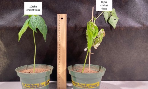 Two potted bean plants, one healthy and one with drying, brownish leaves, beside a ruler standing up to measure height.