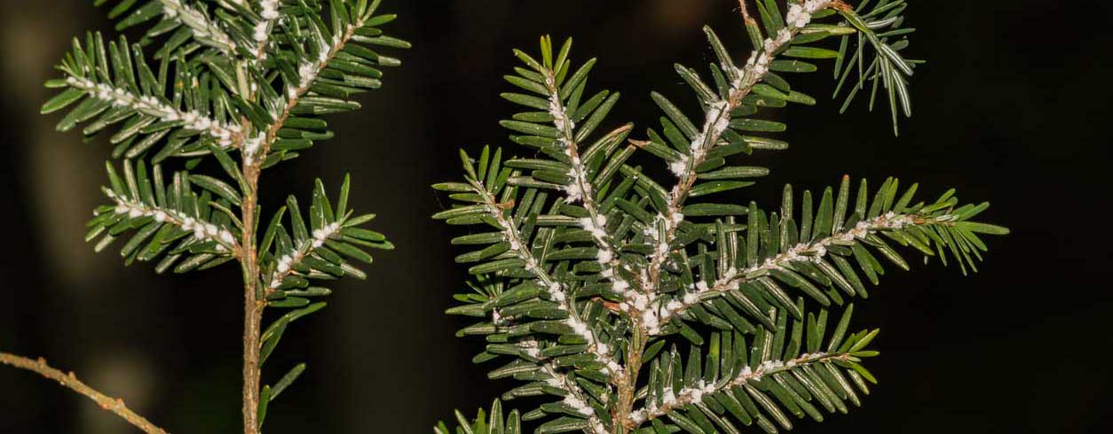 Eastern Hemlock tree damaged by Hemlock Woolly Adelgid