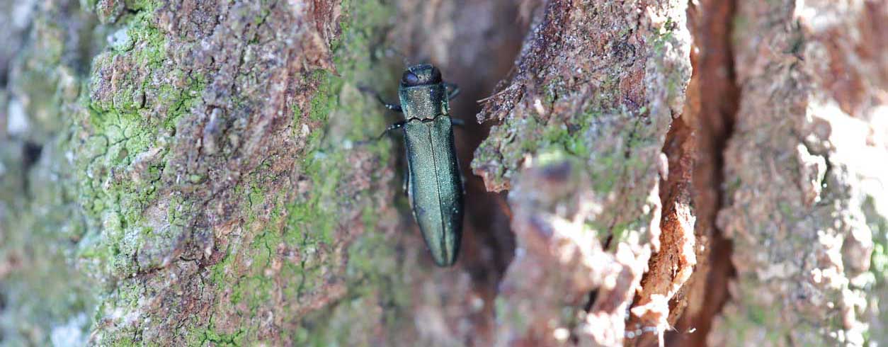 Emerald Ash Borer on a tree.