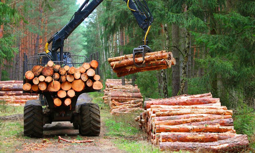 A harvesting machine moves trees in the forest.