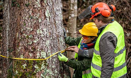 A man and a woman wearing hard hats measure a tree in the woods.