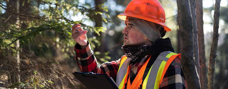 A man wearing forest safety gear examines a tree in the woods.