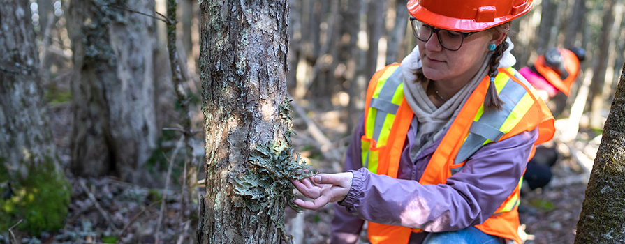 A woman wearing forestry safety equipment examines a lichen growing on a tree.