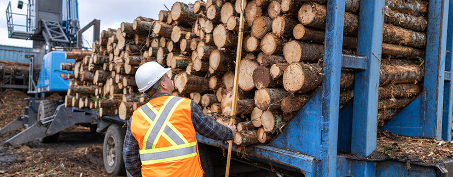 A man scales logs on a truck at a lumber mill.