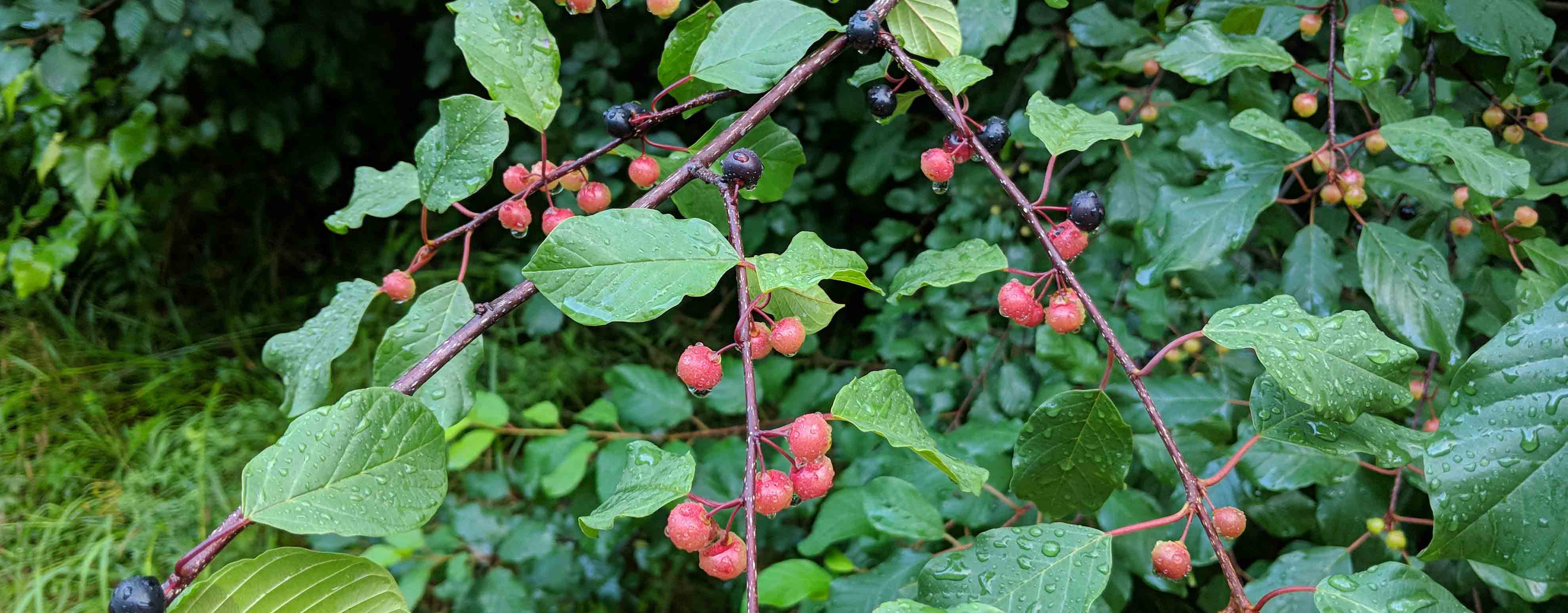 Glossy Buckthorn growing in an old field.