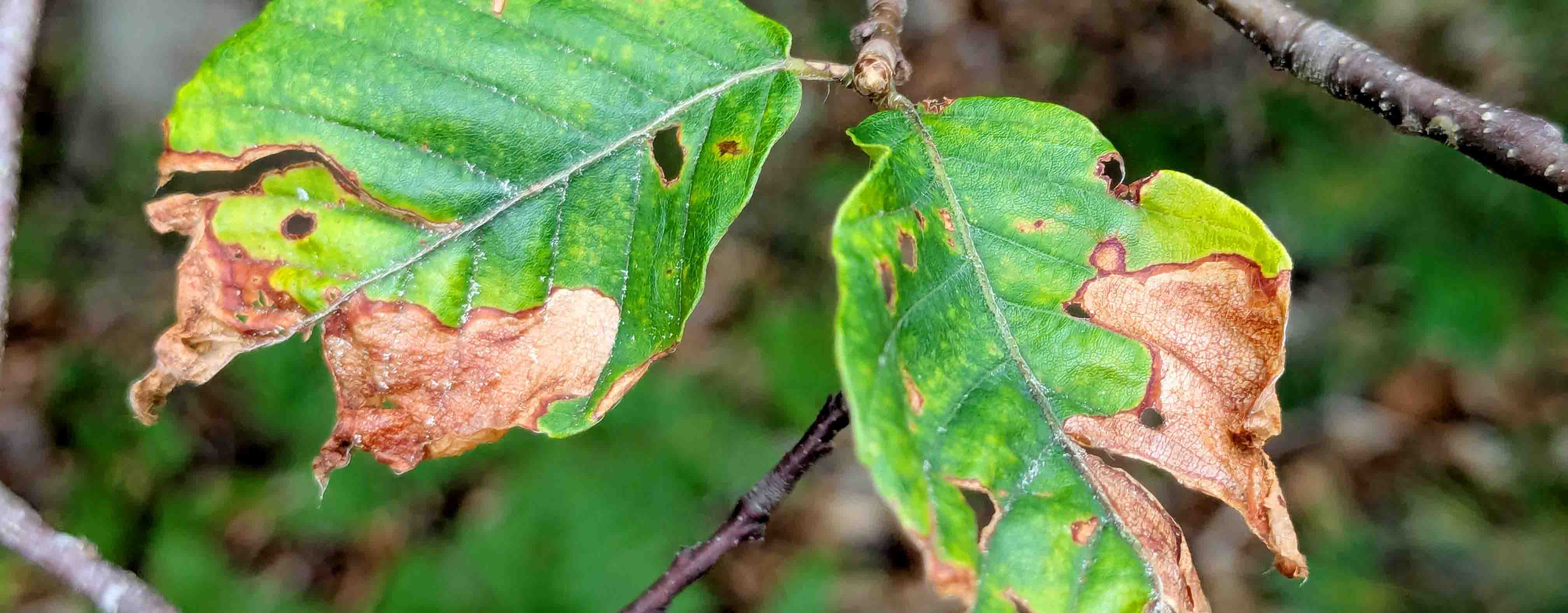 Beech leaves damaged by a Leaf-Mining Weevil.