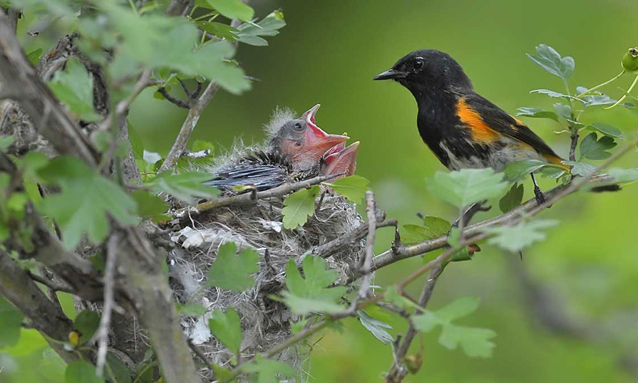 Bird nesting and feeding its young ones