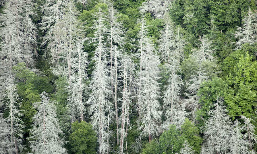 Forest damaged by invasive animals and plants