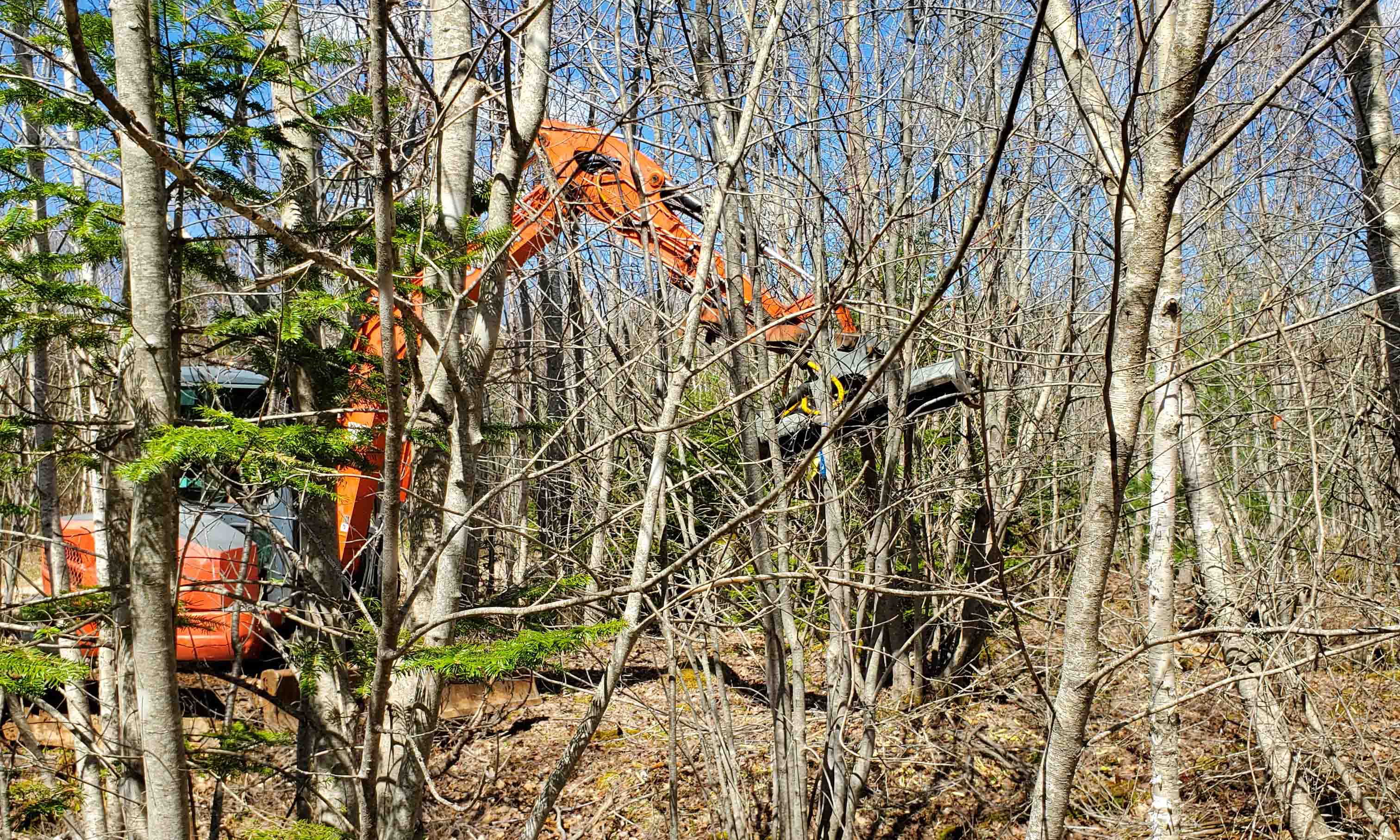 mechanical thinning in progress