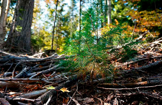 An image of white pine needles and other branches on a forest floor or ground beside a tiny red maple.