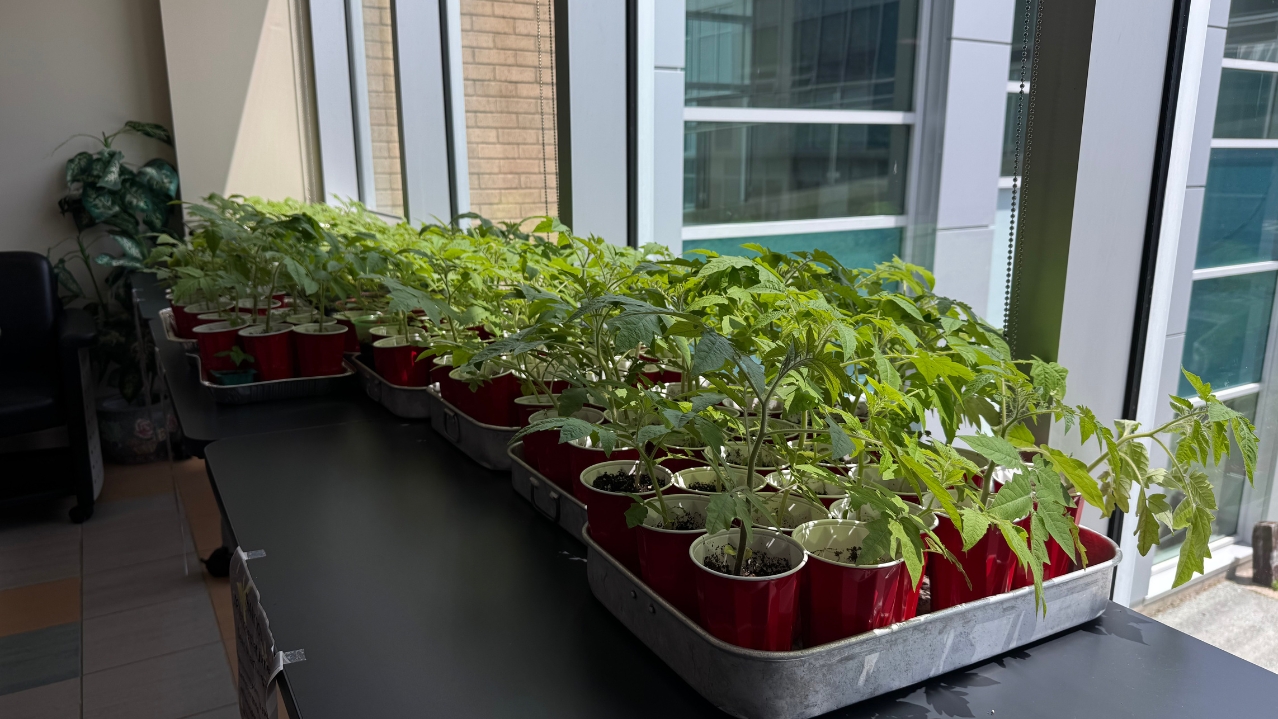 Planted and growing seedlings for Iga'taqan inside Campus.