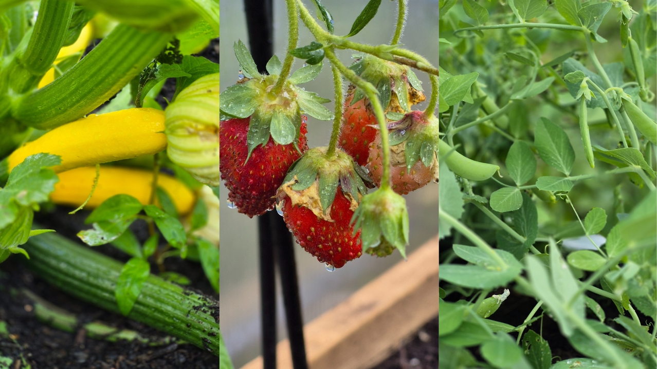 From left to right: zucchini, strawberries and herbs growing in Iga'taqan.