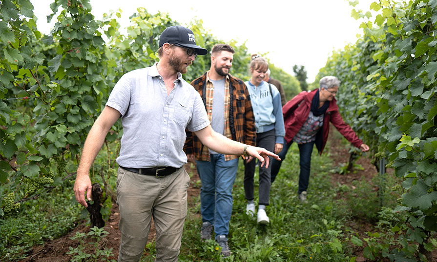 Jeremy Novak, owner of Where It’s At Tours, is pictured. He is leading three people through a section of a vineyard's grape field.