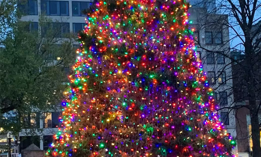 A Christmas tree outside is fully lit in thousands of colourful lights.