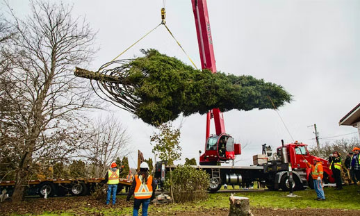 A Christmas tree is being loaded by a crane onto a flatbed. 