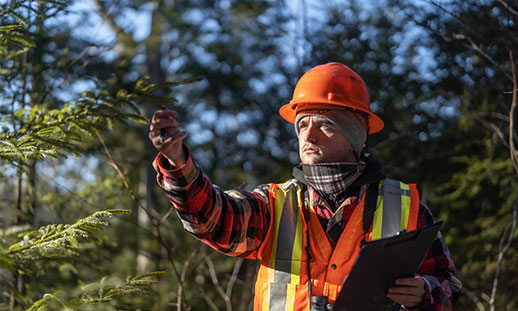 Image shows a worker in safety gear analyzing a tree.