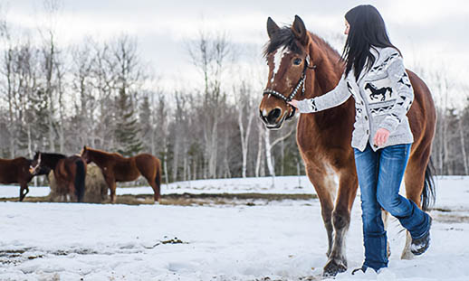 A woman in jeans walks a horse by its halter through a field in the snow. Other horses can be seen in the background.