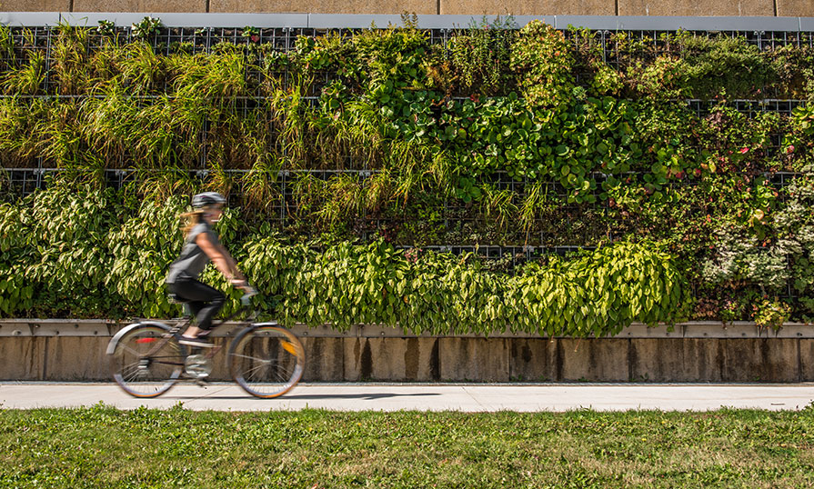 Woman on a bike rides by a green wall.