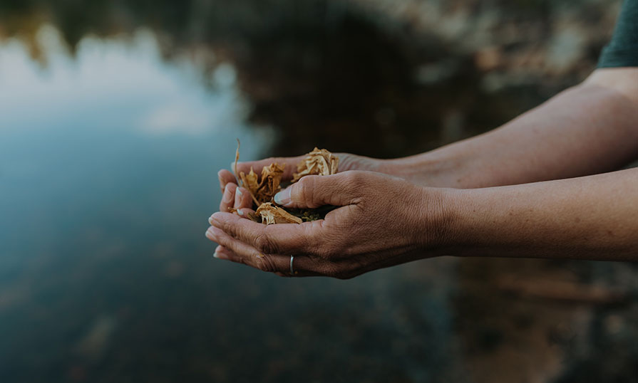 Hands hold dried herbs over a body of water.