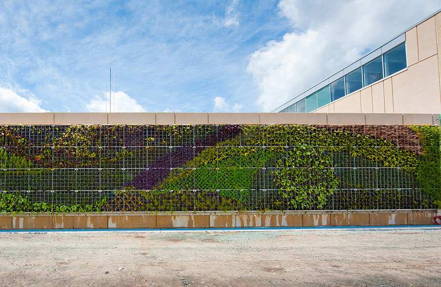 The exterior living wall at Ivany Campus with many varieties of plants growing on it.